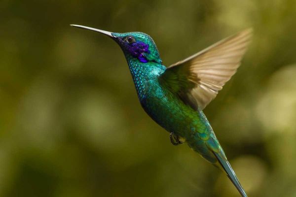 Ecuador, Galapagos, Nono Violet-ear hummingbird